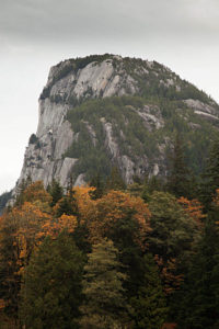 Great giant in British Colombia.