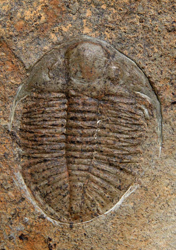 Ordovician trilobite (vertical) – Geology Pics