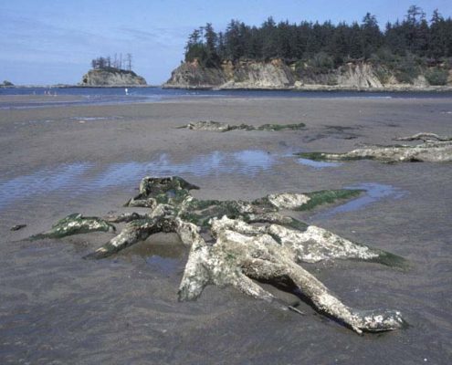 Drowned tree in surf zone, Oregon.
