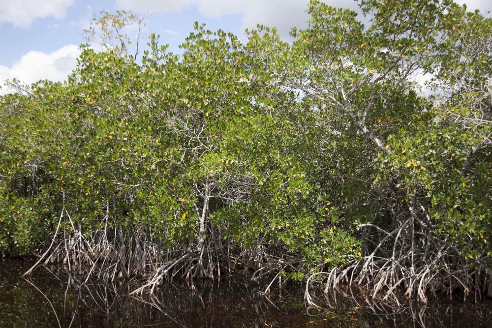 Mangrove swamp, SW Florida – Geology Pics