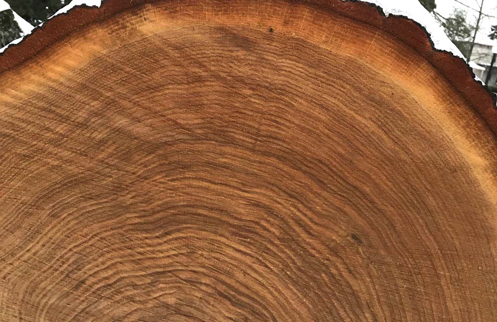 tree-growth-rings-oregon-geology-pics