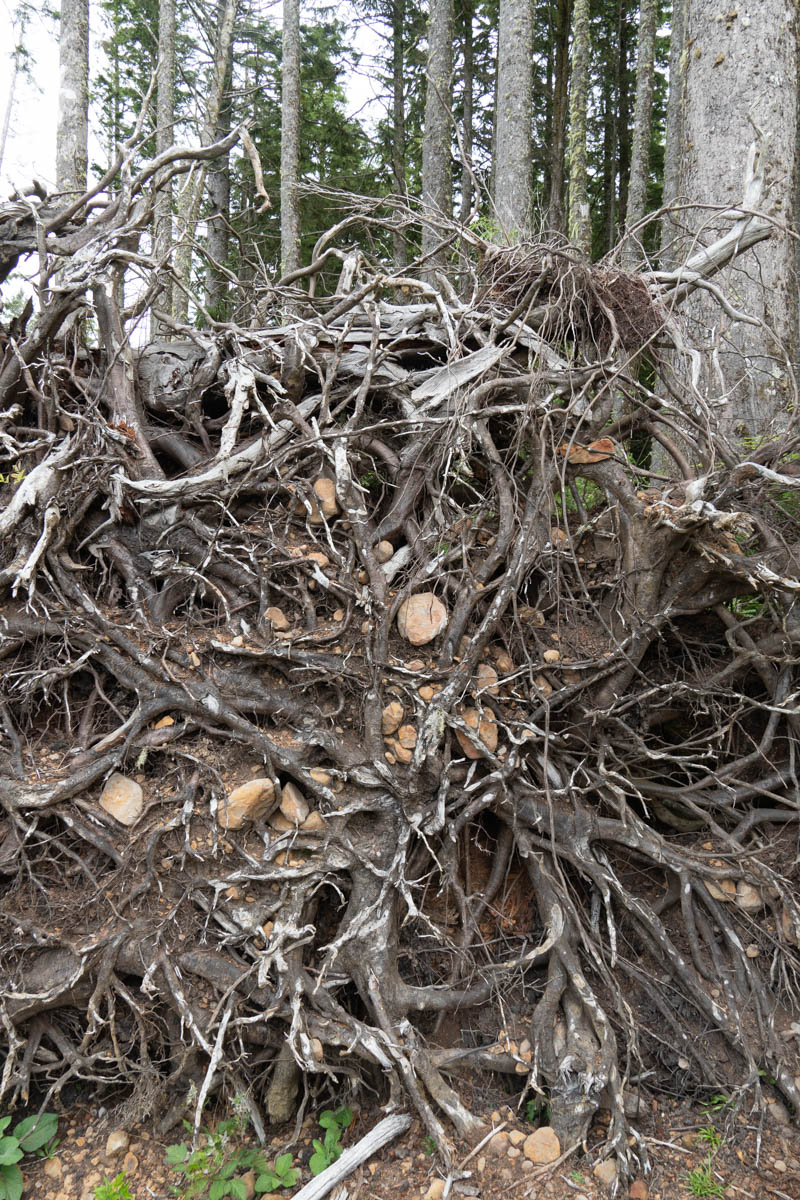 Rocks embedded in tree roots (vertical) – Geology Pics