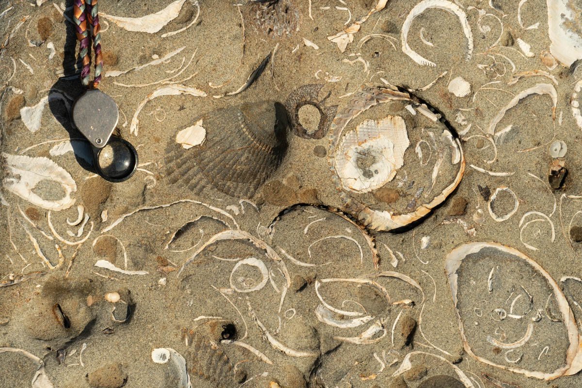 Pliocene bivalve fossils in sandstone, Oregon – Geology Pics