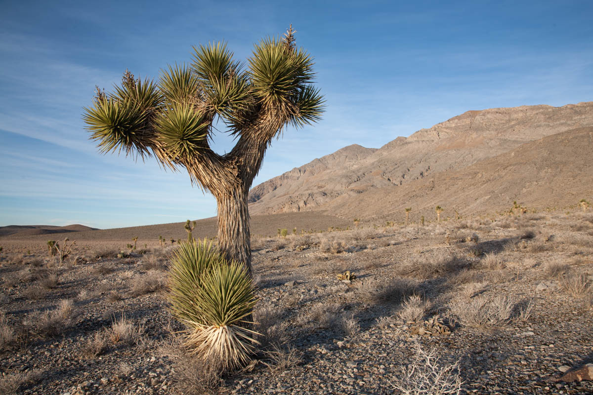 Joshua Tree Mojave Desert California Geology Pics